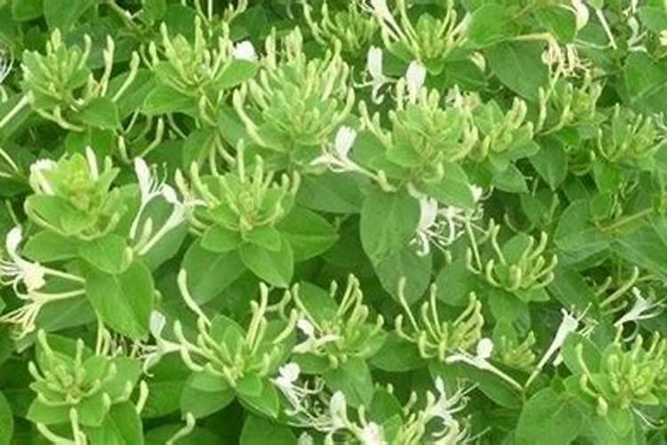 荔枝龙眼促花用什么叶面肥好？也有用磷酸二氢钾喷的