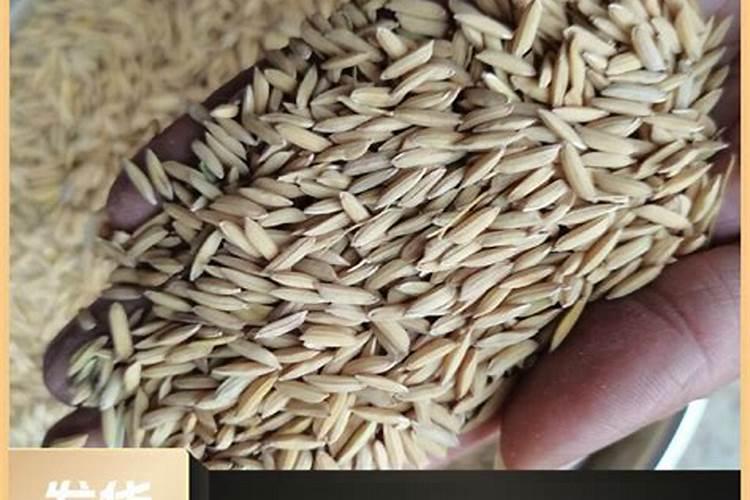 五常稻花香水稻品种怎么预防倒伏？有什么办法？