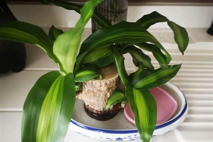 菠菜出苗多久施肥