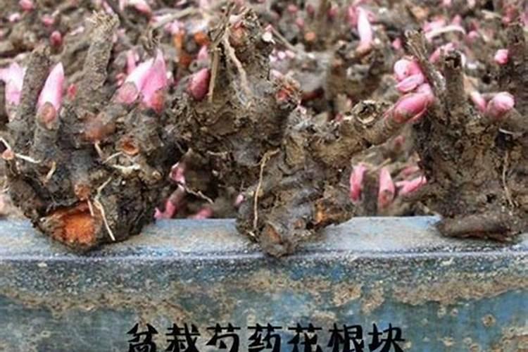 芍药花施什么肥最好