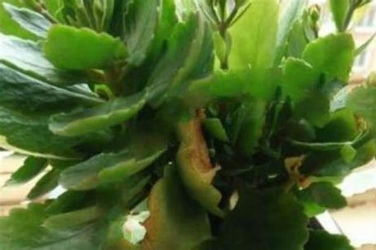 长寿花僵苗怎么办呢,如何让僵苗快速生长