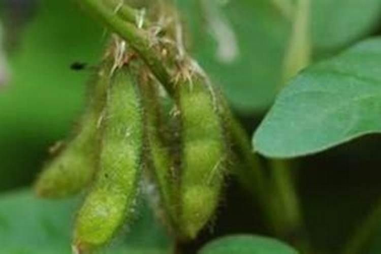 大豆开花期打什么药能保花保果