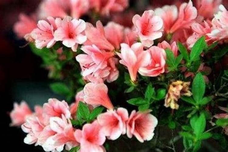 杜鹃花应该施什么肥杜鹃花应该什么时候施肥？