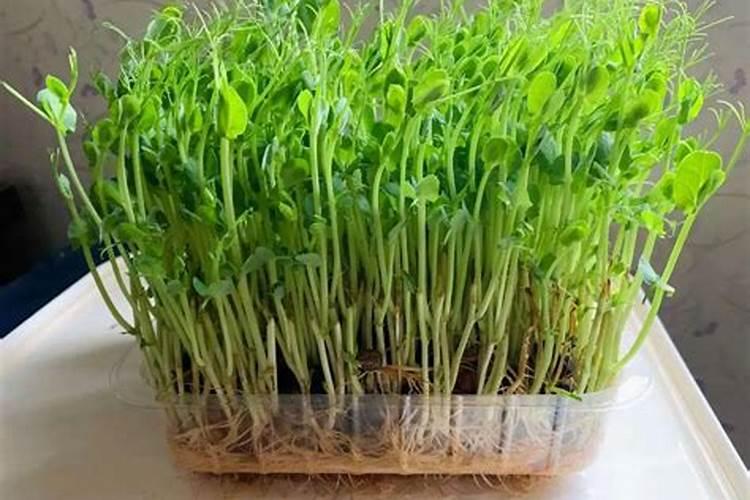 酿酒用麻豌豆好还是白豌豆好？