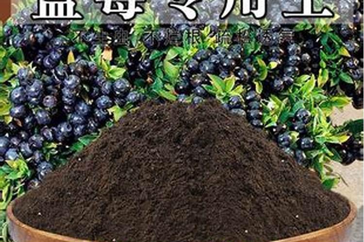 蓝莓适合什么肥料