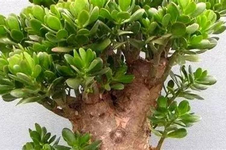 水稻一亩需要的氮磷钾