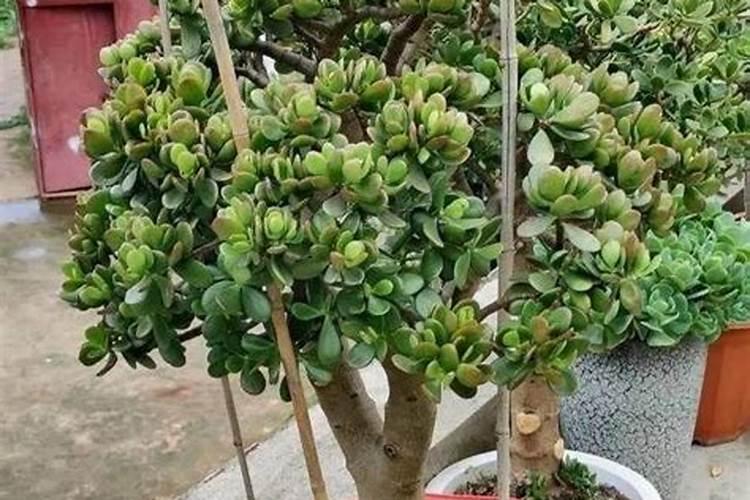 玉树会开花吗？怎么养护可以让玉树开花？