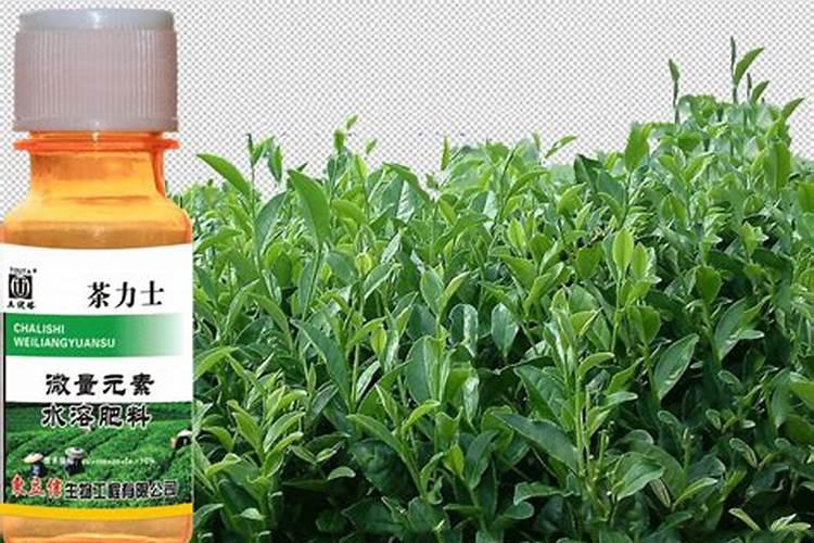 茶叶用什么肥料最好