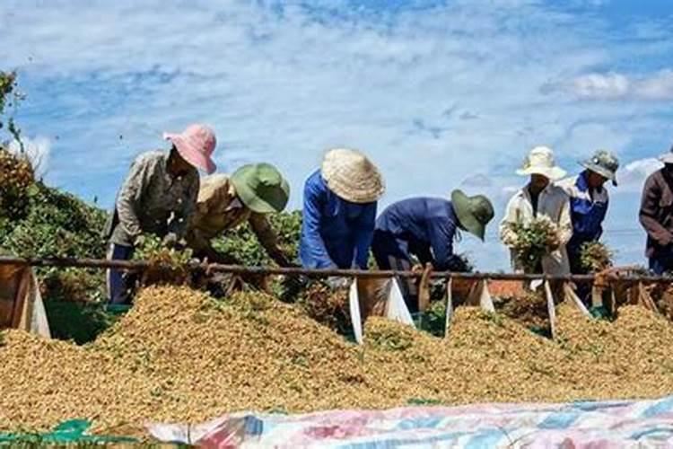 花生什么时候使用磷酸二氢钾