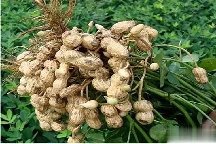 磷酸二氢钾叶面肥喷施的用量