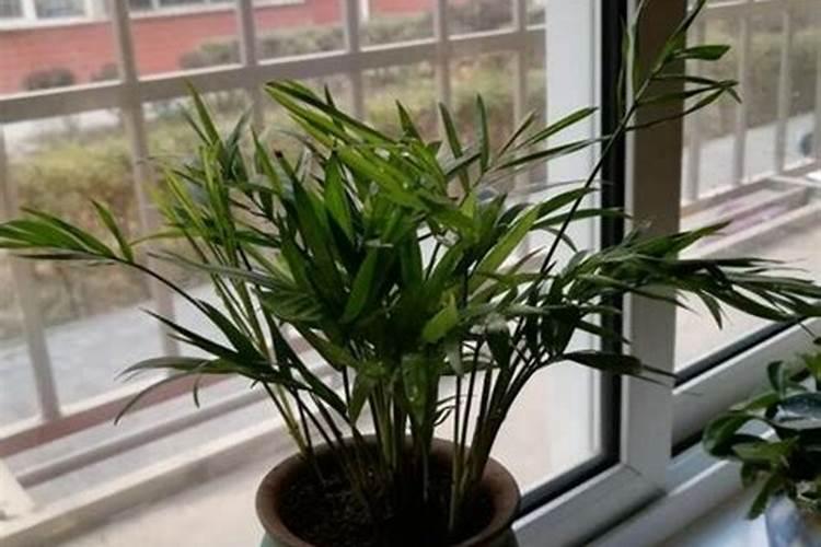 富贵椰子树的种植方法(富贵椰子树有什么作用)