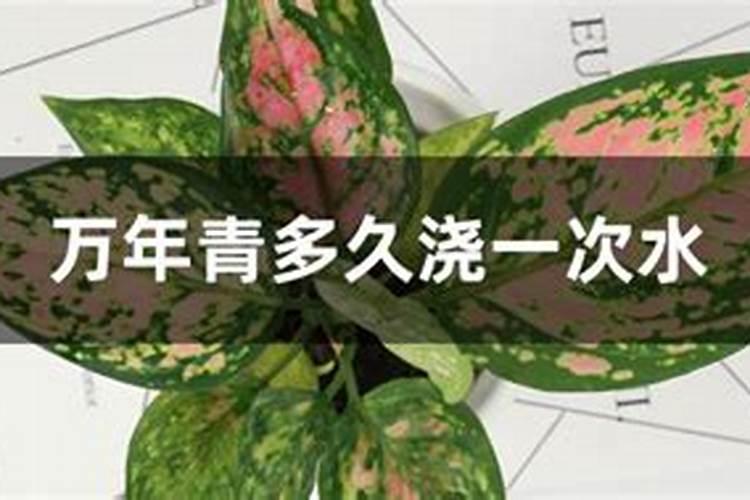 日本万年青的养殖方法和注意事项