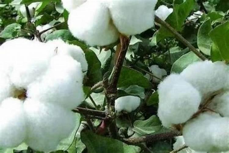 菊花扦插的菊花啊一种活了怎么做春天的要死了蔫了怎么办呢