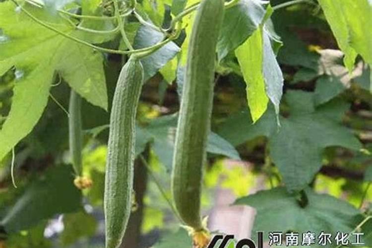 丝瓜开花不结果怎么办
