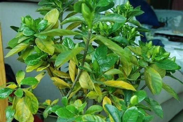 栀子花黄叶的处理方法 栀子花黄叶怎么办