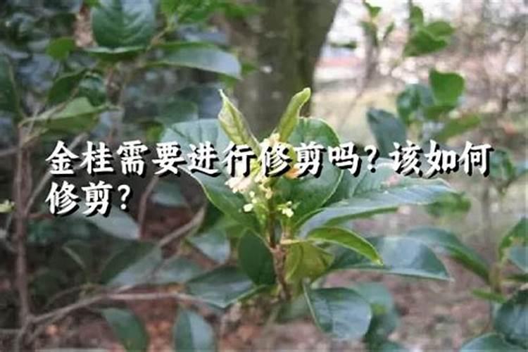 金桂的养殖方法及注意事项