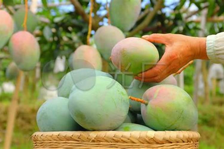 后院种菜怎样自制肥料？