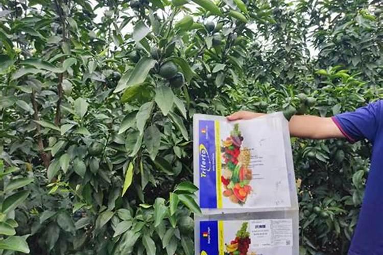 沃柑用什么肥料最好