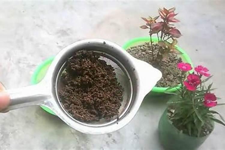 过了期的红茶水能不能做肥料