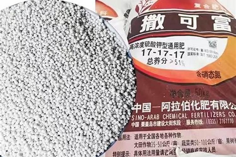 柿子树新枝叶突然蔫了,怎么办？请大神赐教。