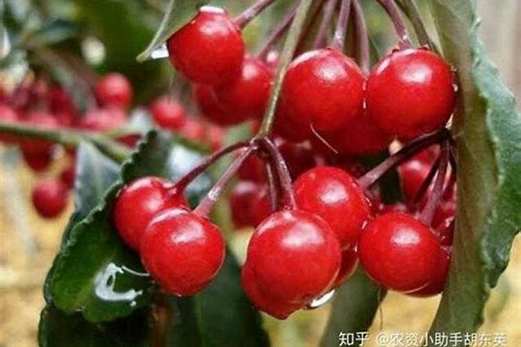 磷肥的最佳使用时间 磷肥有生根作用吗