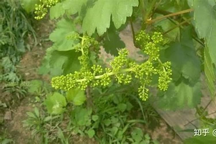 保花保果叶面肥最佳配方