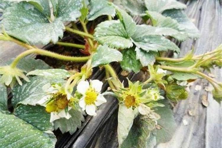 草莓施肥用什么肥草莓施肥时间方法