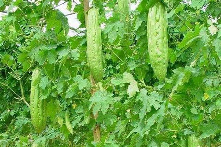 在阳台种植苦瓜必须施肥吗？是什么肥？