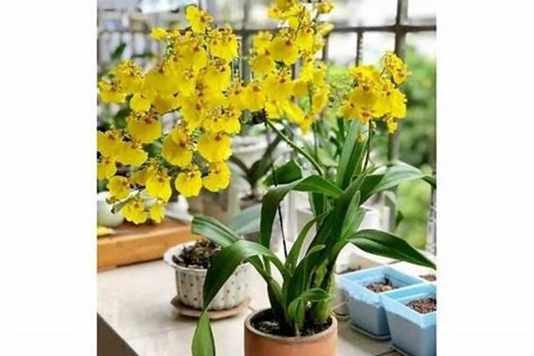 文心兰怎么养才能开花？ 文心兰如何养才能开花