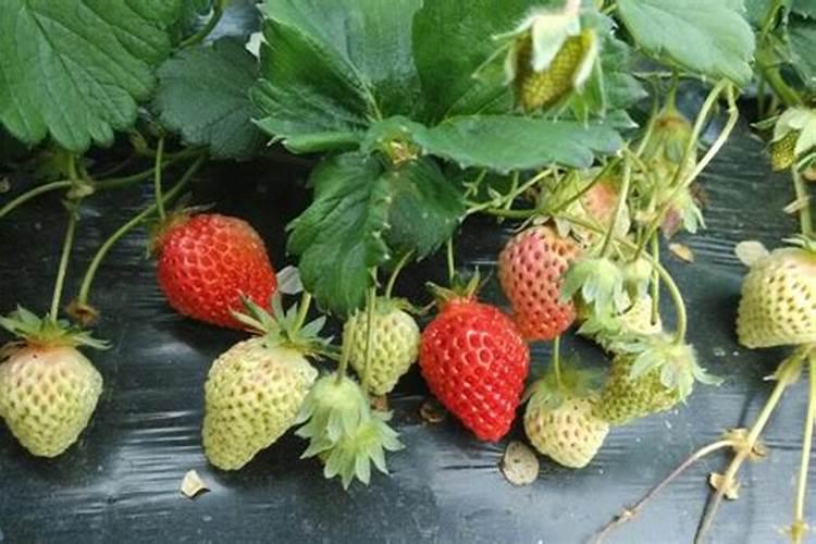 兰草花施什么肥料