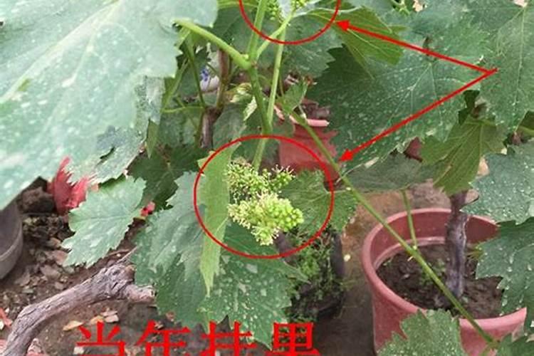 复合肥可以和土壤杀菌剂一起用吗？