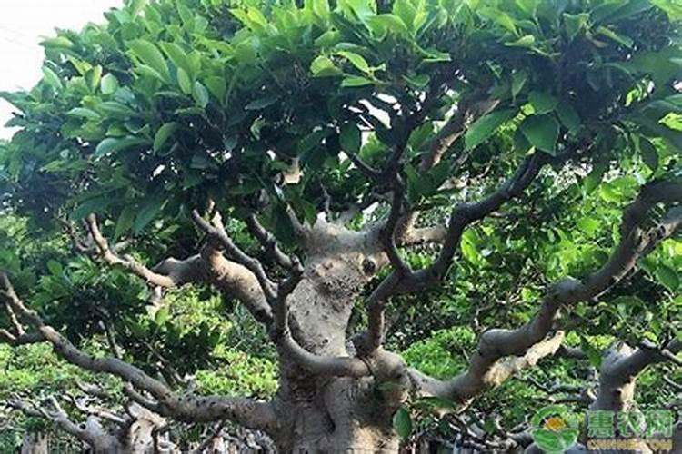小叶榕树的养殖方法