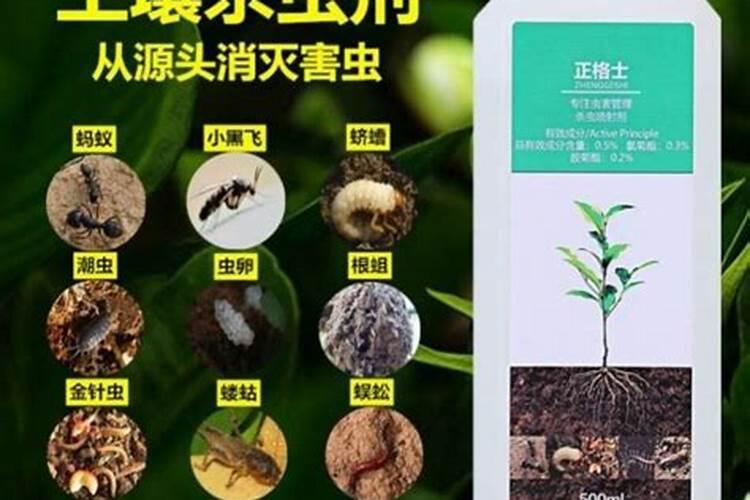 绿植有白斑怎么处理