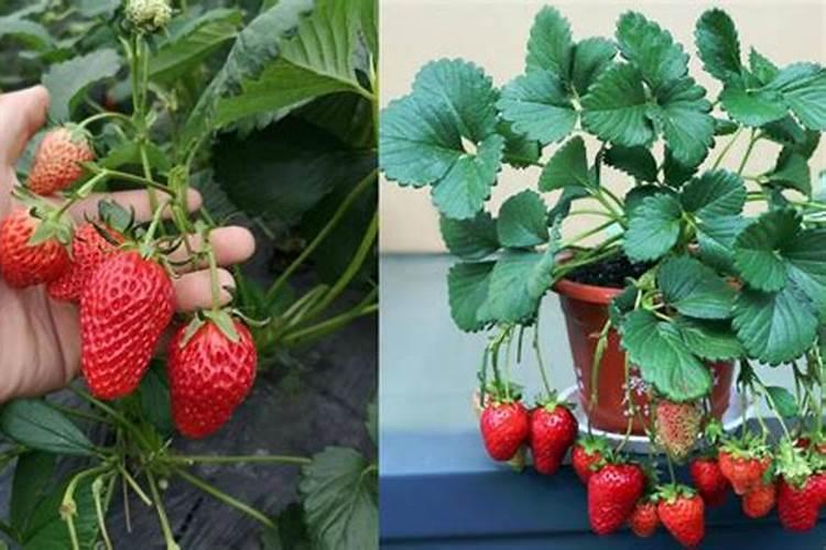 月季花冬季如何施肥效果最好,可以用水溶肥吗？