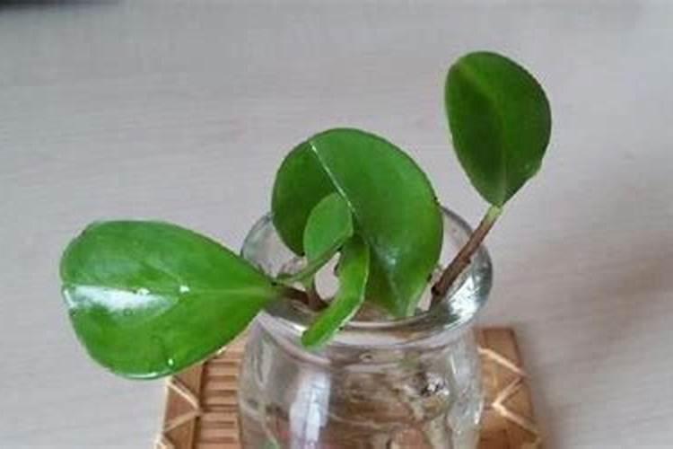 种茄子和辣椒茄子可以用硅肥吗