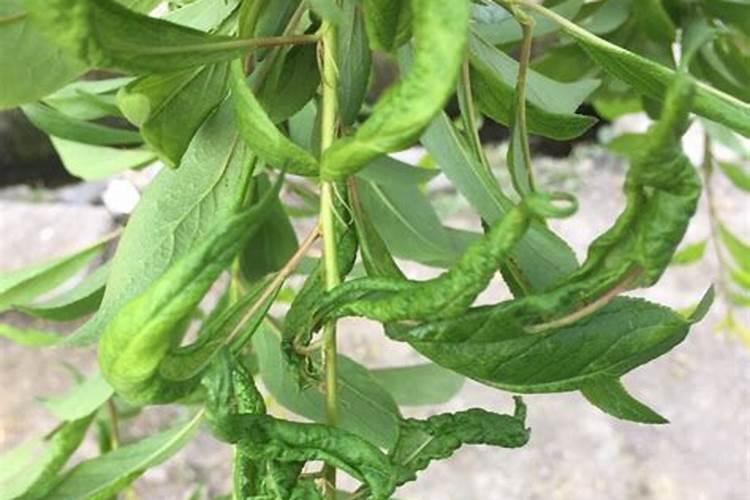 李子初花期喷芸苔素好还是落花期喷芸苔素好？原因是什么？