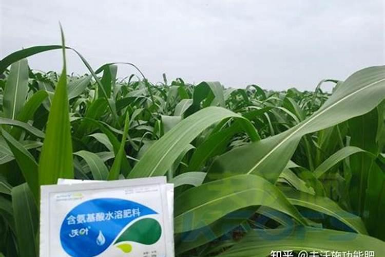 碳胺什么时候施肥好？