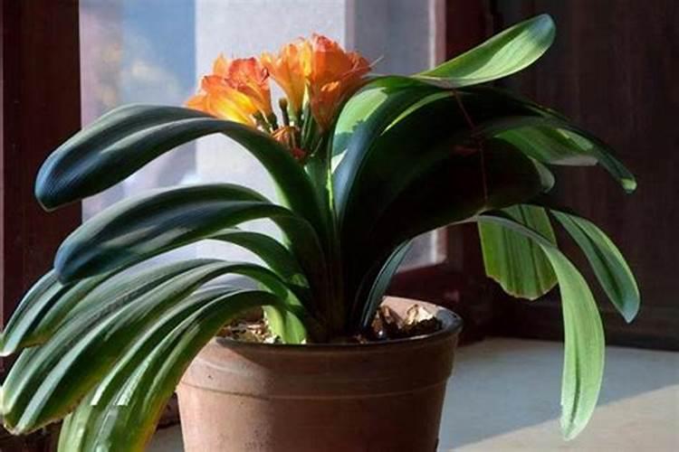 黄瓜出现“花打顶”的原因有哪些？