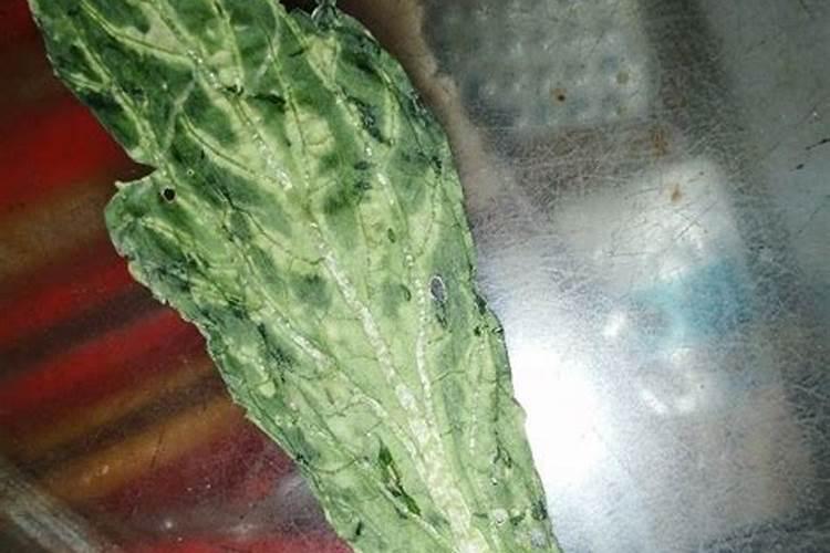 青菜施什么肥最好