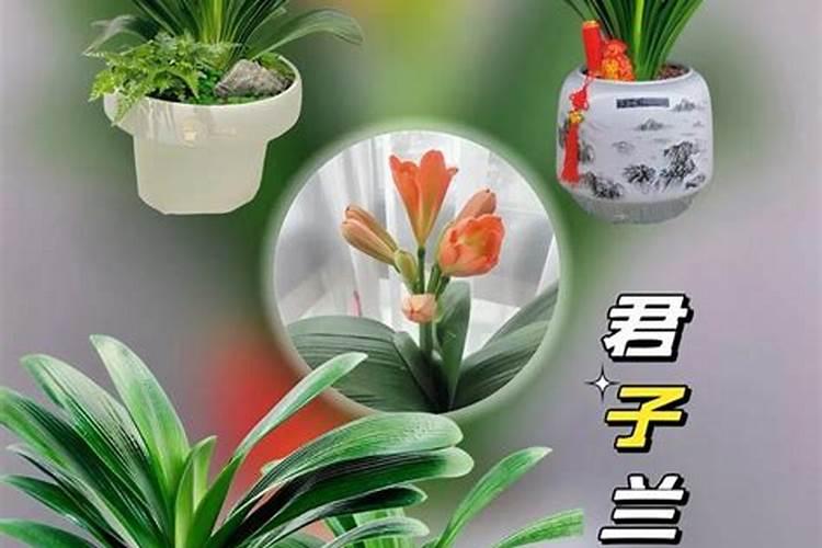 君子兰开花时能施肥吗