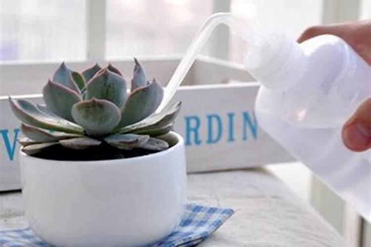 多肉植物施肥方法是什么 有哪些注意事项