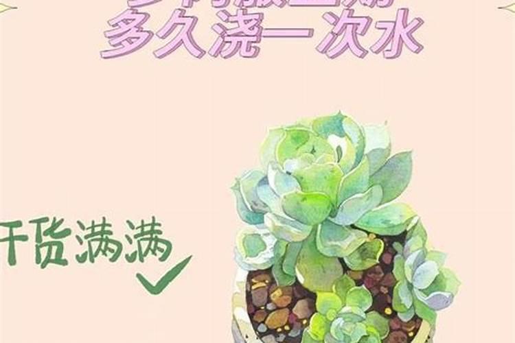 干土上盆的多肉几天浇水