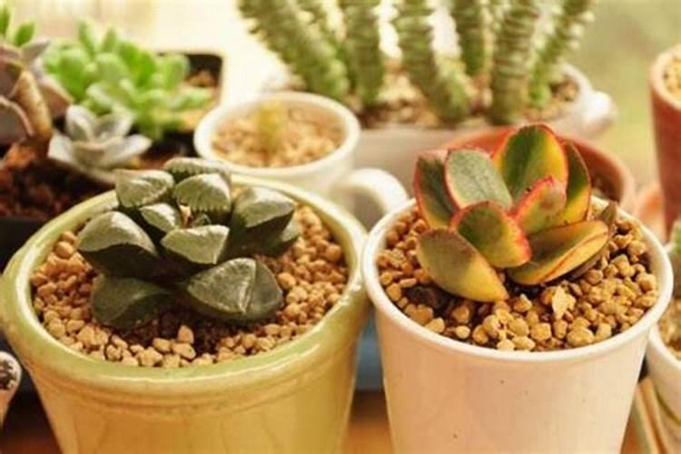 多肉修根换盆多久浇水一次多肉修根换盆浇水时间