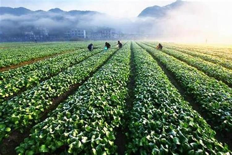 大蒜返青期,能用平衡肥追肥吗？农户有哪些高产经验可借鉴？