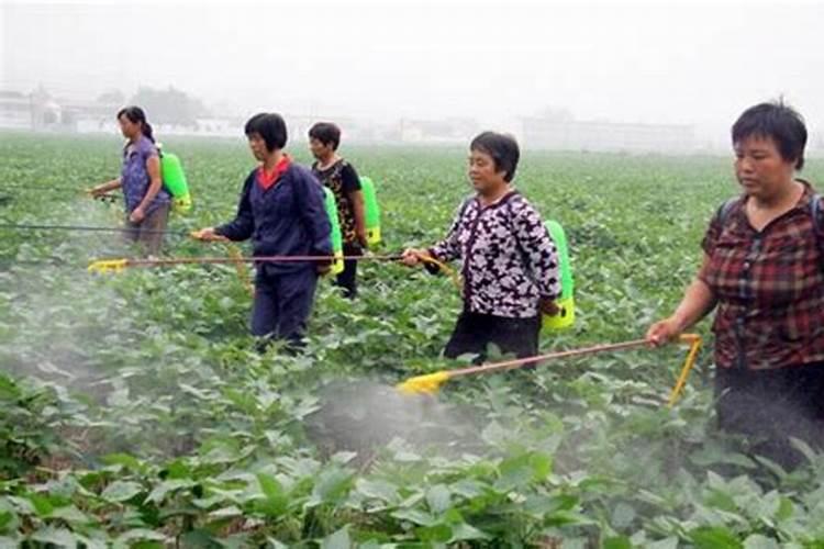 芋头用什么肥料最好？