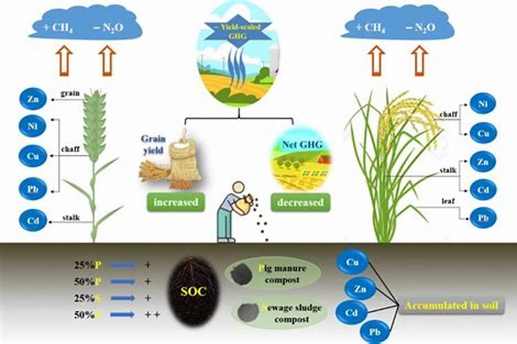 绿肥在农作物生长过程中起到哪些作用？