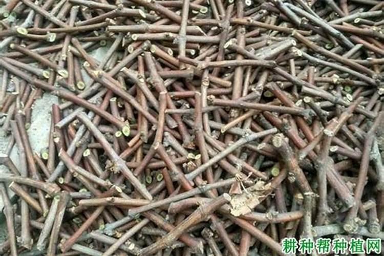 葡萄萌芽期打什么药