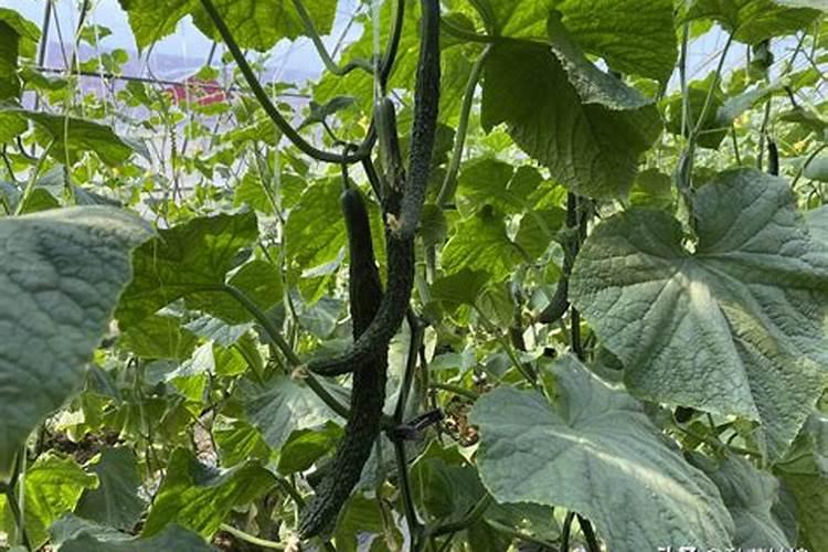 黄瓜施肥的正确方法