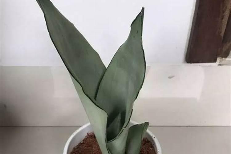 虎皮兰用什么肥料最好