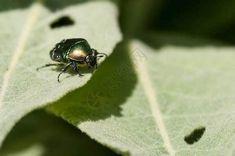 土豆苗期的管理要点,能打磷酸二氢钾吗